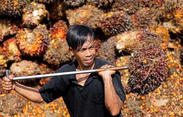 Saat Harga Tbs Mencekik Petani Pemerintah Raup Untung Besar Dari Hasil