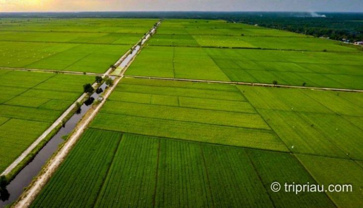 Landscape Sawah Bunga Raya Lokasi : Kec. Bungaraya, Kabupaten Siak, Riau