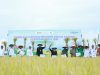 Hadiri Panen Padi Digital Farming, Bupati Siak Yakin Potensi Panen Meningkat