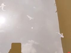 Lagi lagi Ikan Mati di Sungai Siak Picu Kegelisahan Nelayan Tualang